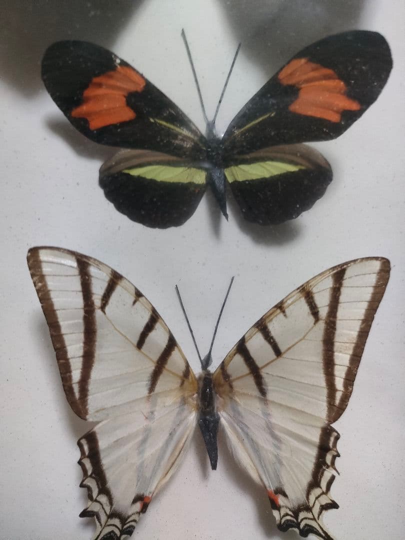蝶の標本　モルフォ蝶など大小10点
