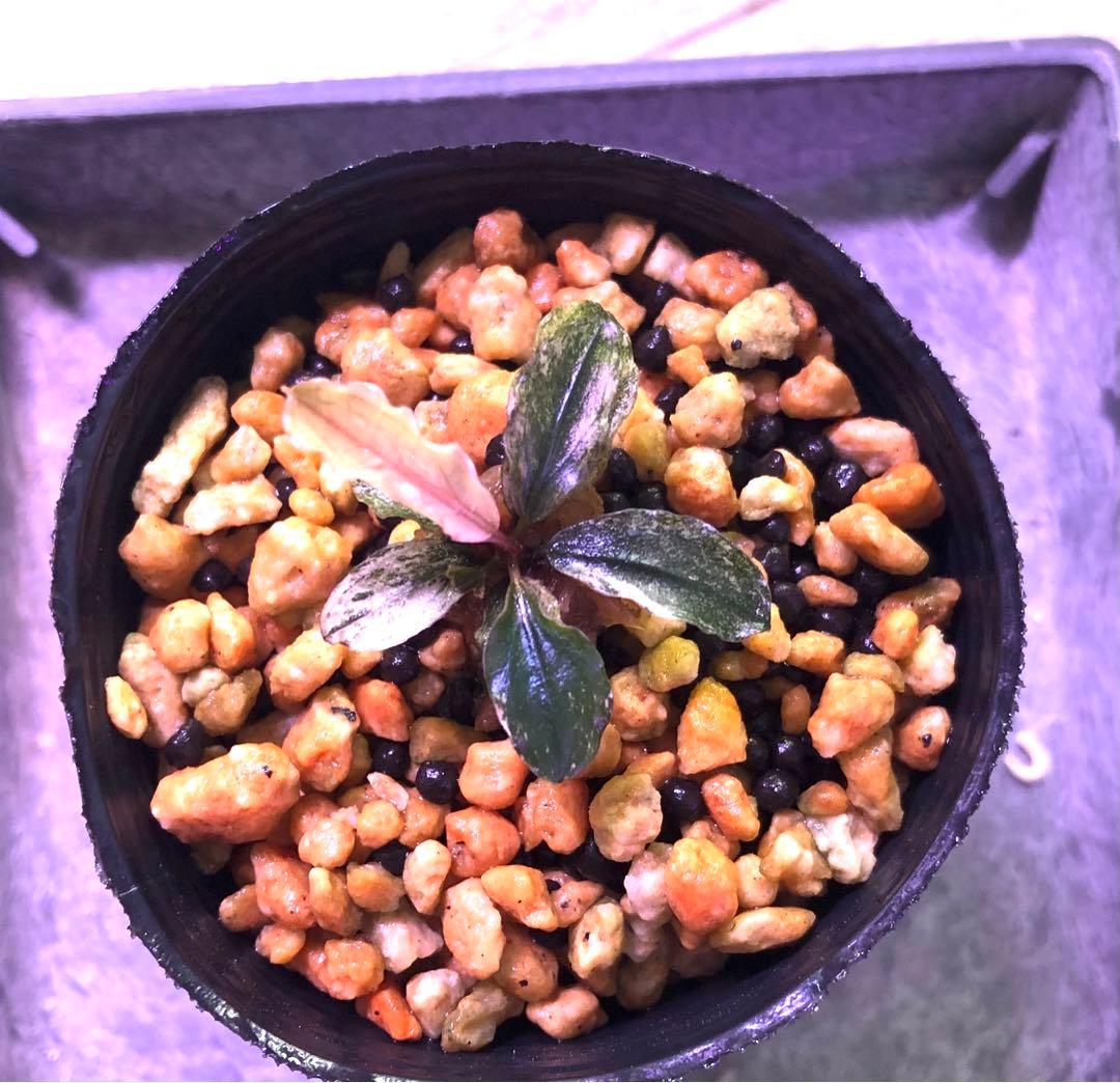 陰性水草【ブセファランドラ】Pink Variegata ピンクバリエガータ