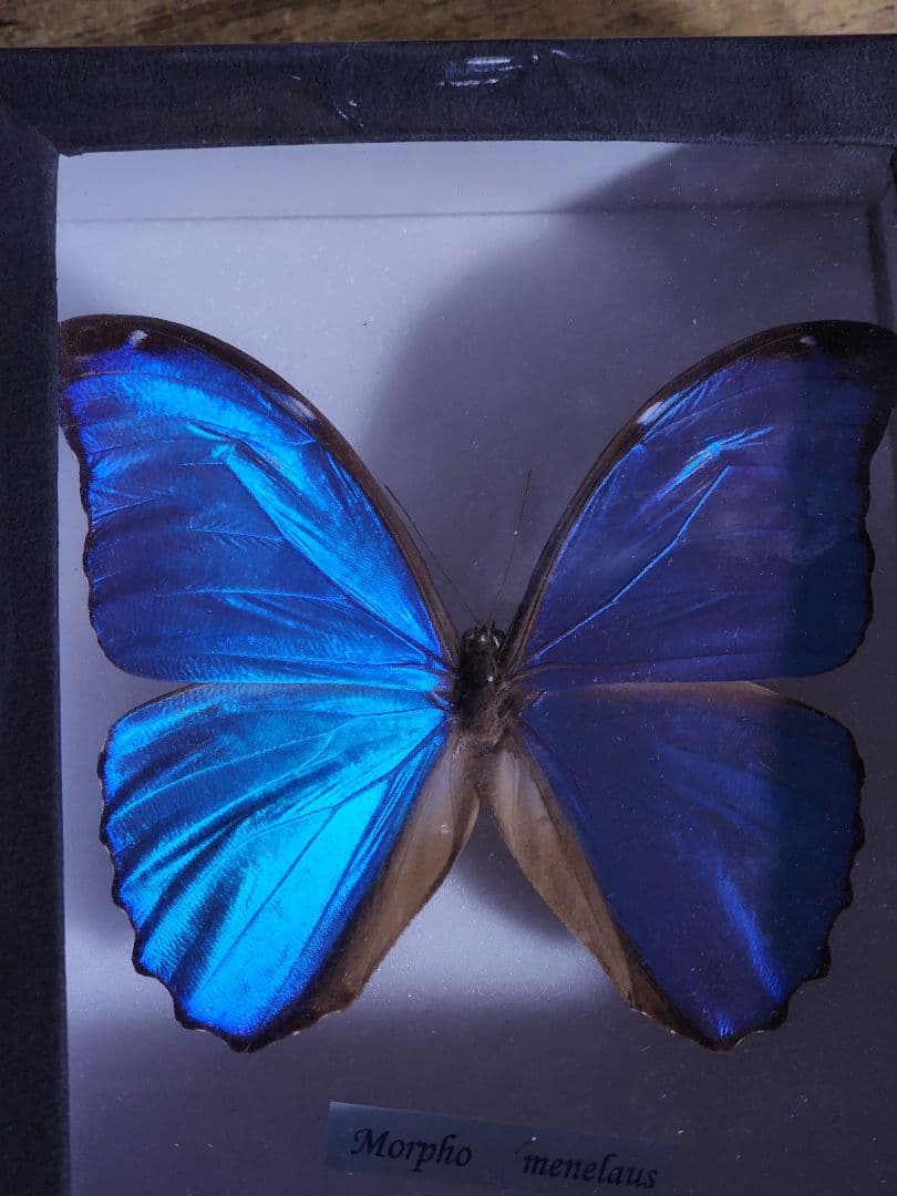 メネラウスモルフォ　蝶々　標本