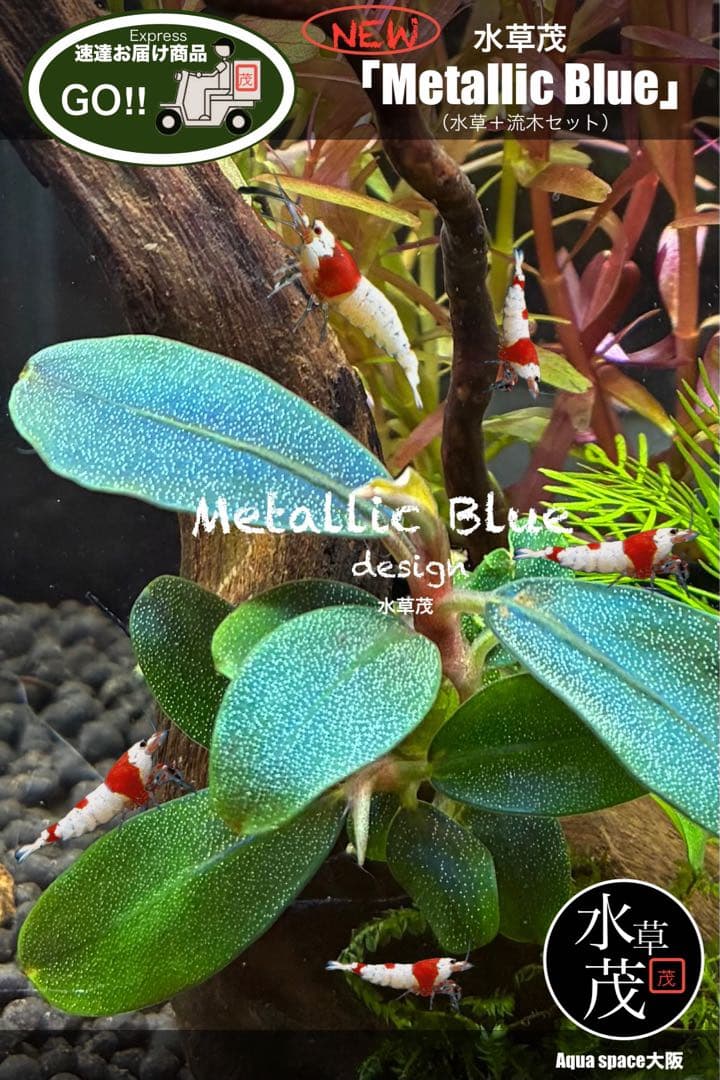 水草茂「llic Blue」（水草＋流木セット）