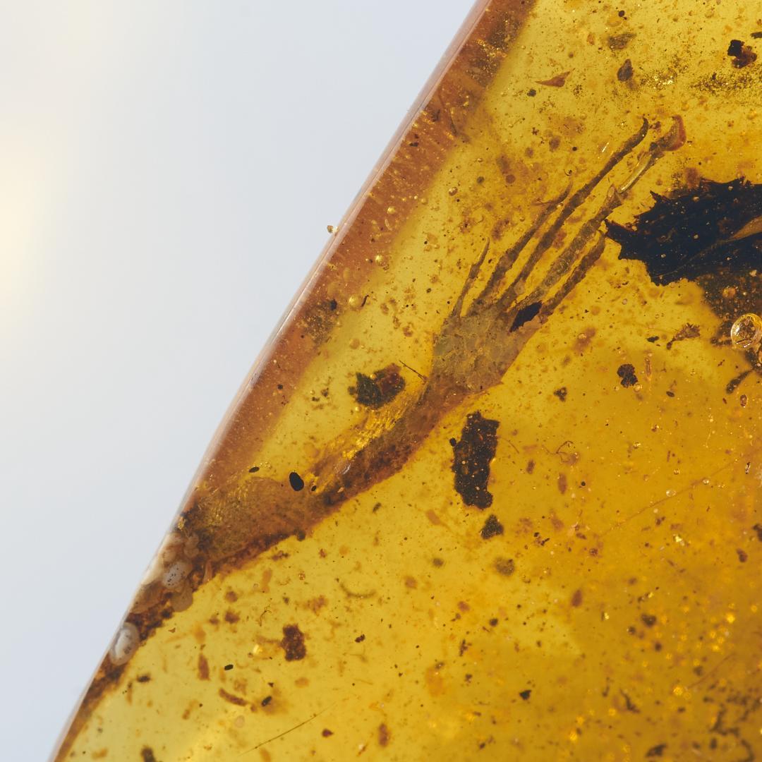 レア極上品 PA0083虫入り琥珀化石　ミャンマーカムティかタナイ9900万年前