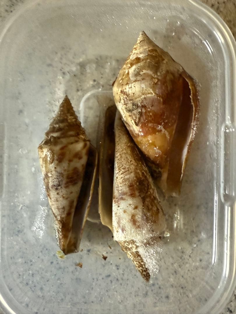 貝　【まとめ売り】