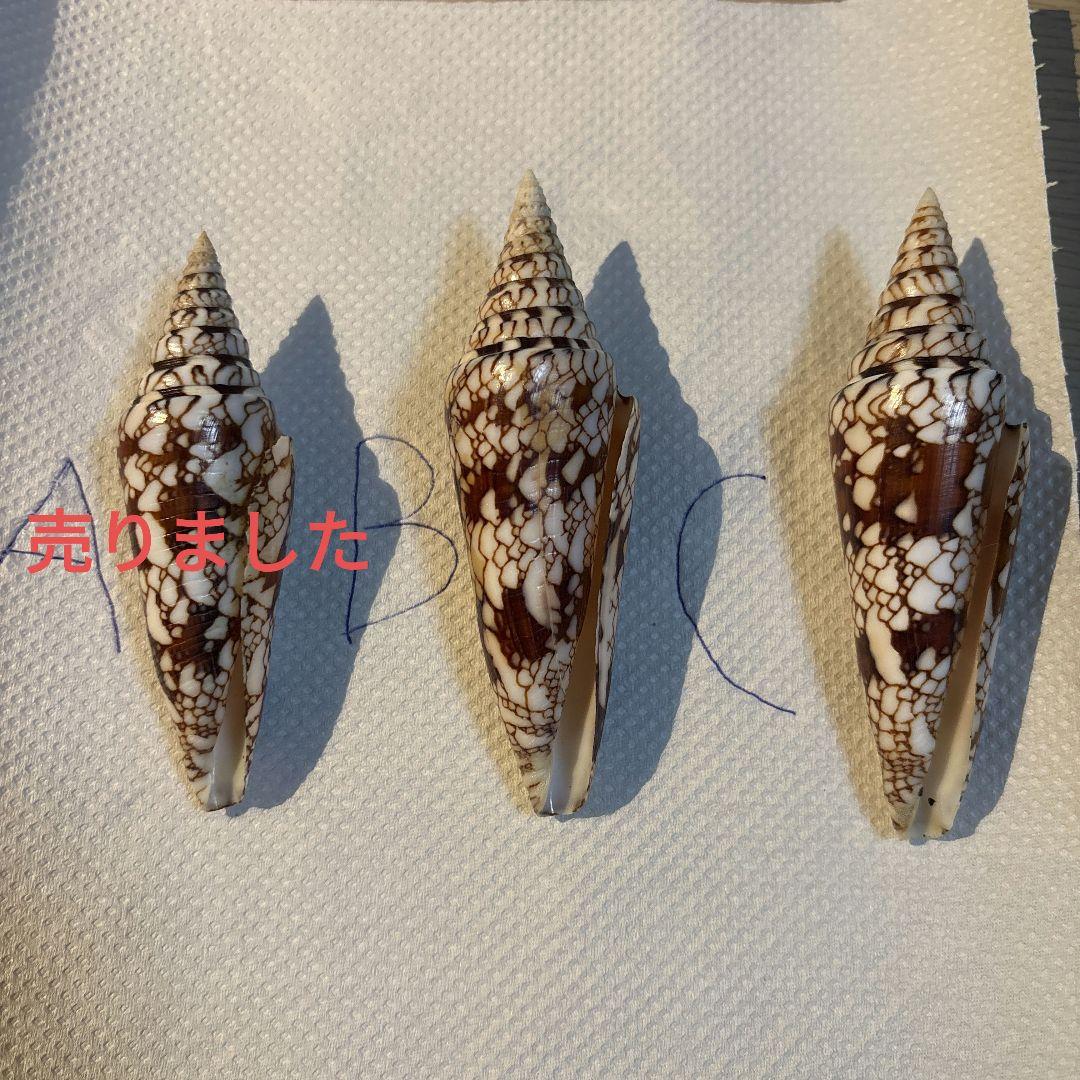 貝殻 イモガイ \"Milneedwardsii” 赤と白いストライプ