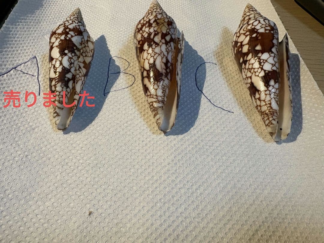 貝殻 イモガイ \"Milneedwardsii” 赤と白いストライプ