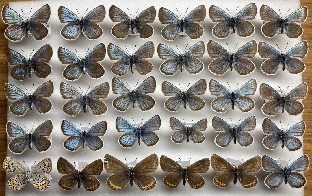 ベルサンタ　蝶詰め合わせ