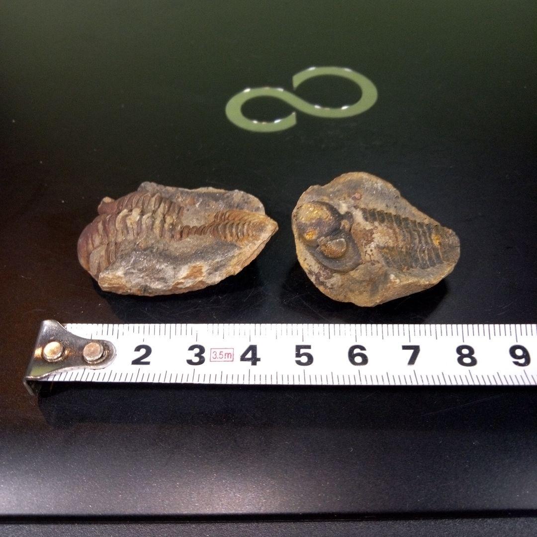 三葉虫　化石　fossil　ボリビア産　レア　Fossil識別⑩　２個セット