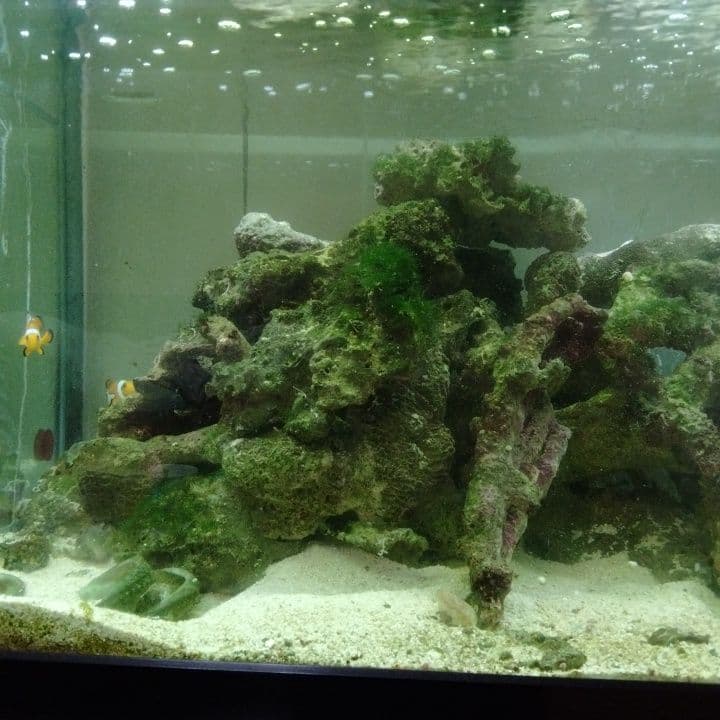 天然ライブロック15個〜サンゴ砂付き