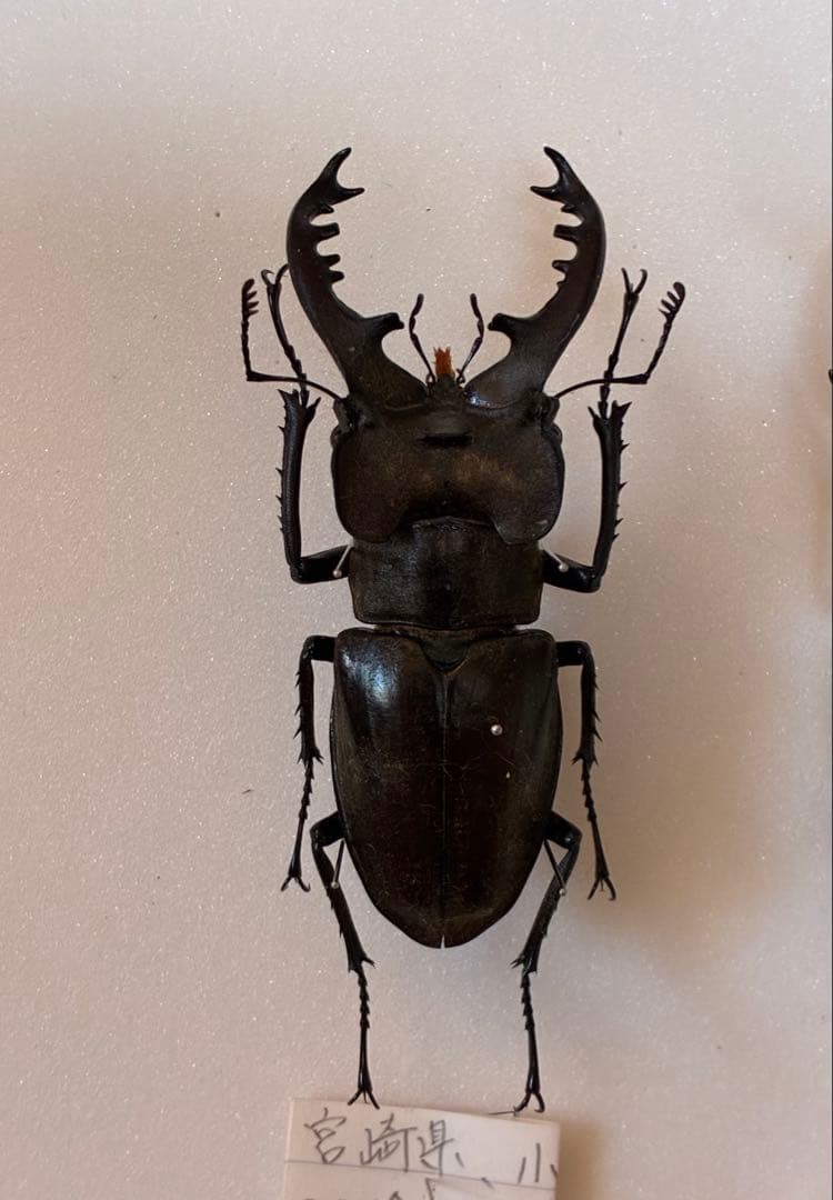 【期間限定出品】　超特大　野外採集品　ミヤマクワガタ　78.0㎜