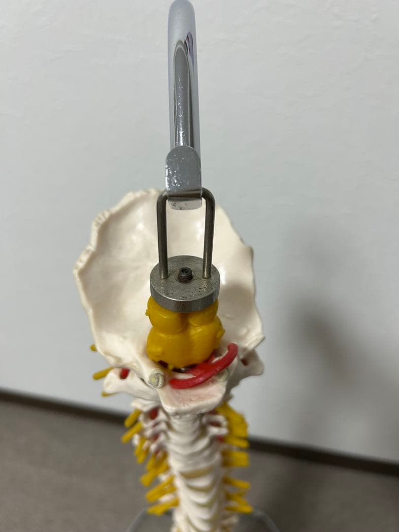 骨格模型 脊柱模型 スタンド付き(86㎝スタンドの高さ)