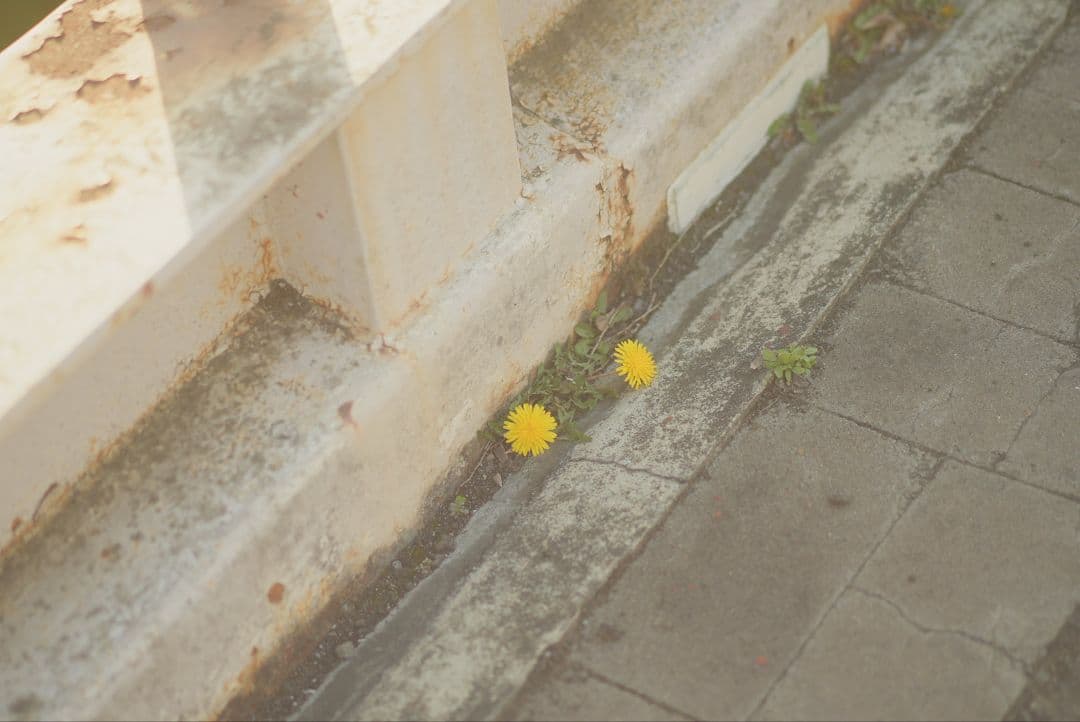 レンズ(単焦点) SONY FE55mm F1.8 SEL55F18Z