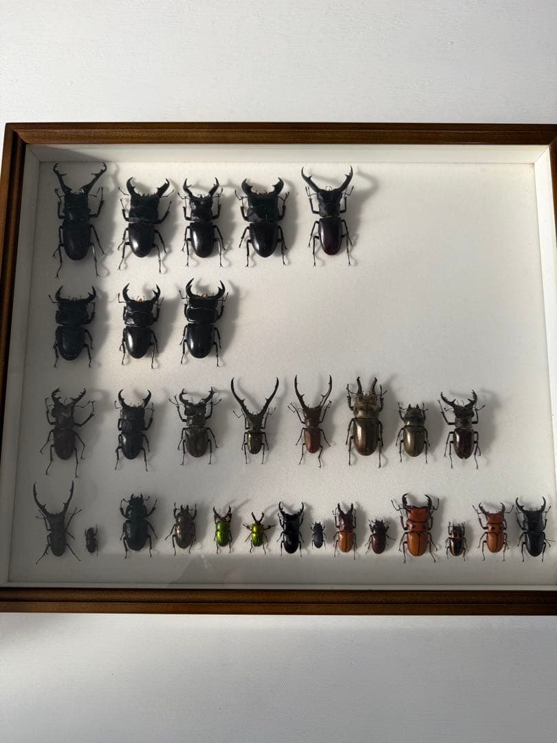ム*ゴ様 ドイツ箱クワガタ標本