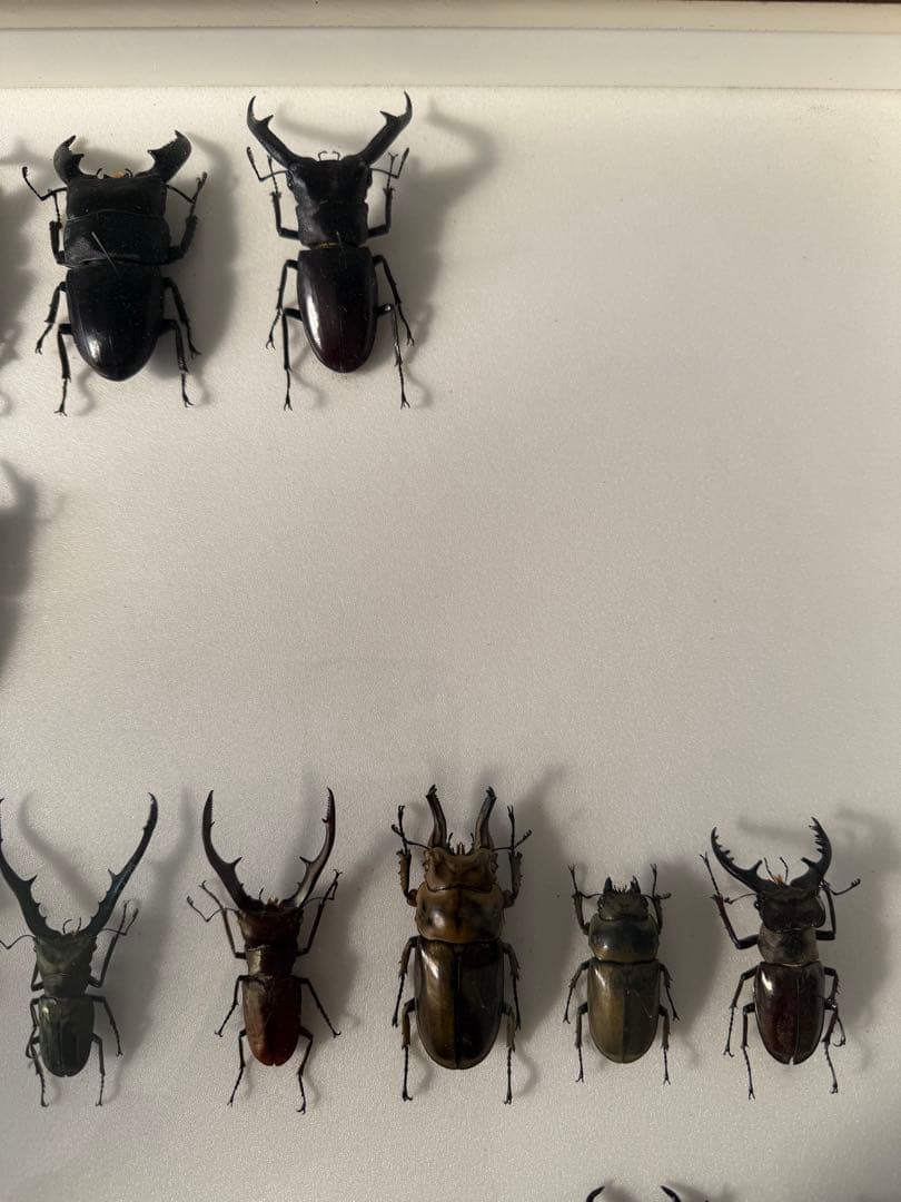 ム*ゴ様 ドイツ箱クワガタ標本
