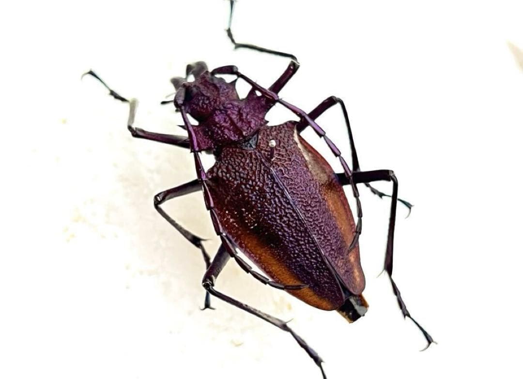 【大珍品】全身パープルのスペシャル個体・ルリオニカミキリ 標本 キンオニカミキリ