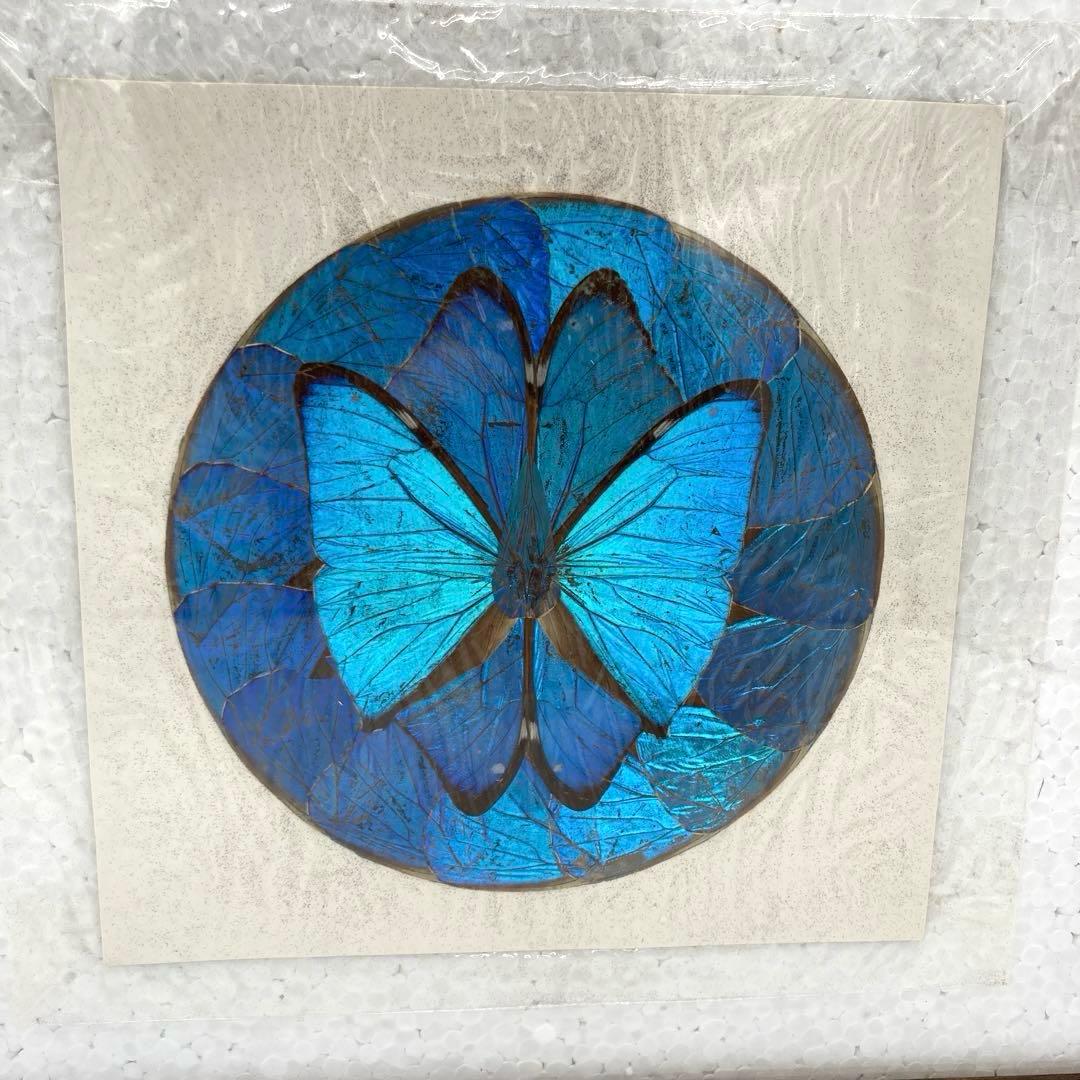 【レア】　モルフォ蝶　絶滅　標本 19 青　ブルー　昆虫　美術　アート　芸術