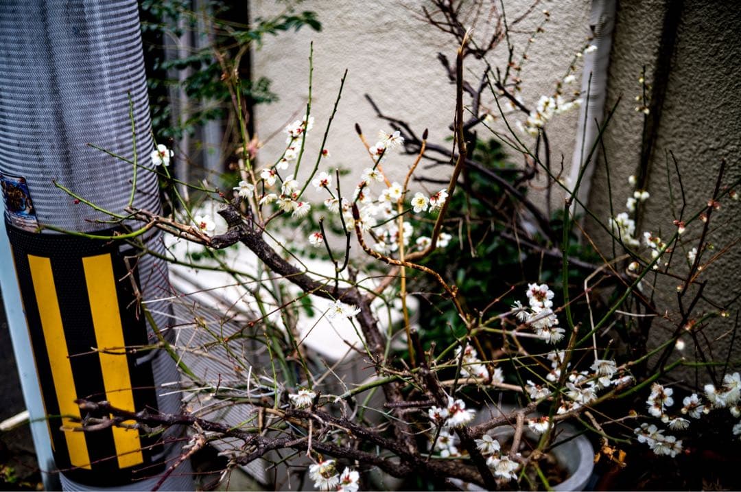 ライカ ズミクロン summicron35/2.0 6枚玉