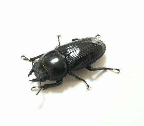 【大特価】【大珍品】新潟県産オオクワガタメスWD41㎜標本