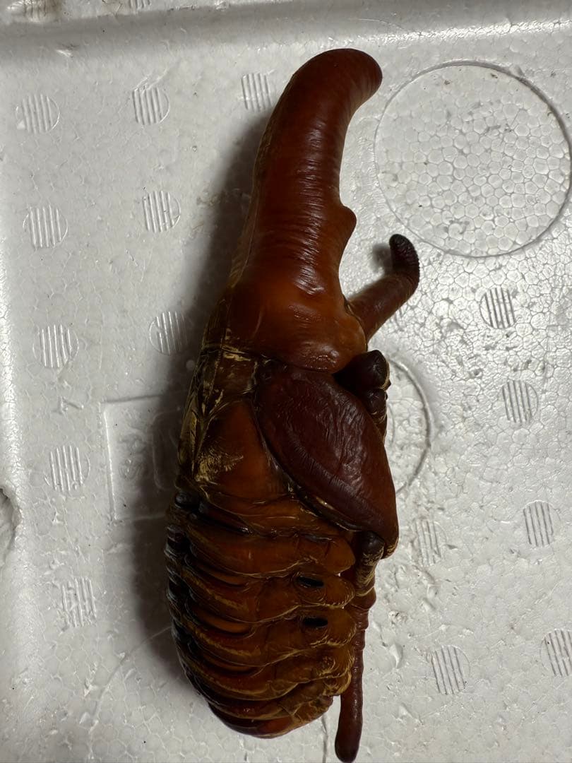 ヘラクレスオオカブト　標本 蛹　死虫　1頭