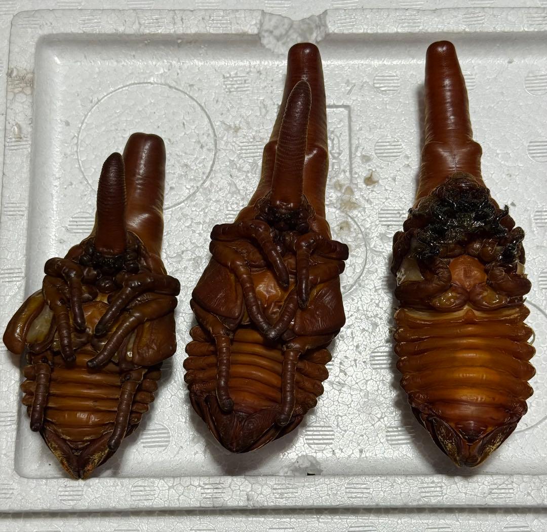 ヘラクレスオオカブト　標本 蛹　死虫　1頭