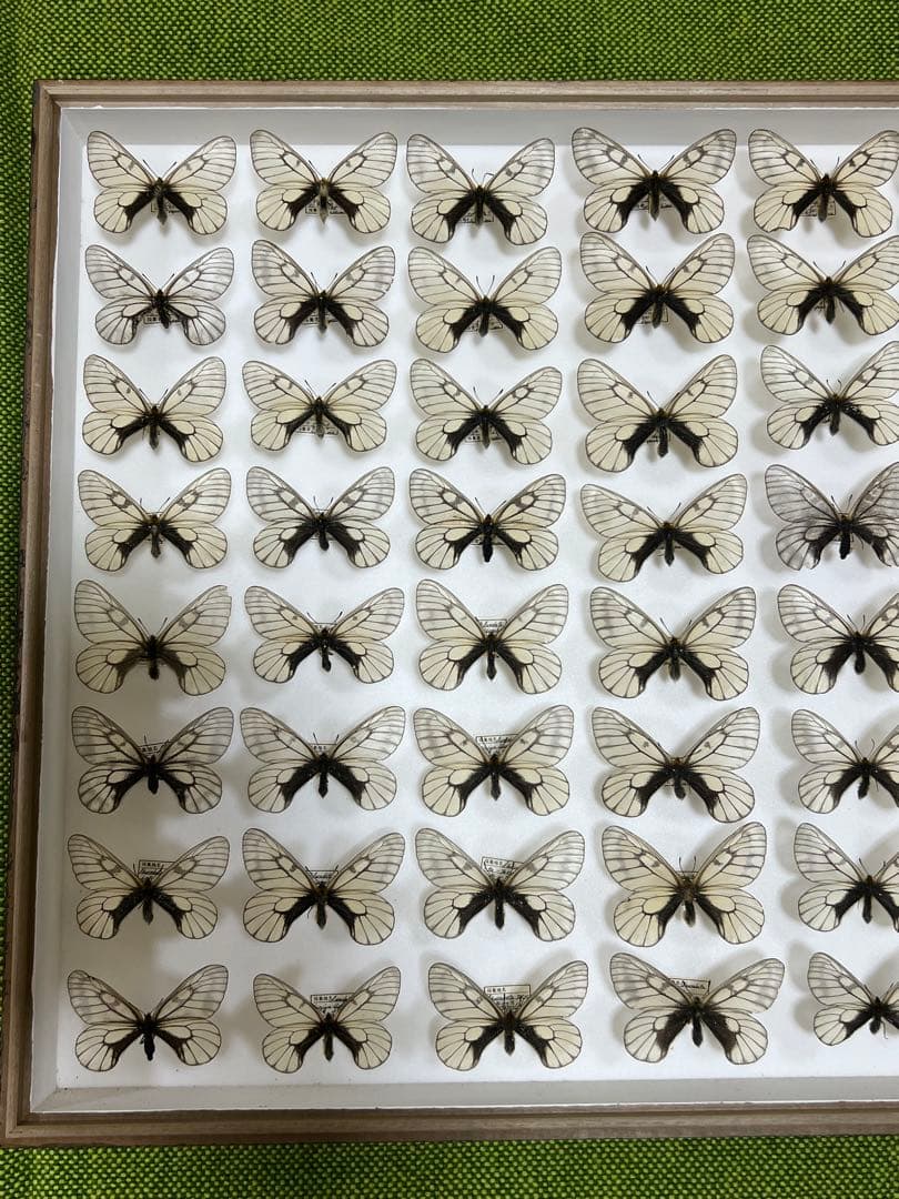 蝶標本希少ウスドイツガラス木箱現状品41x50x6cm写真がご確認してください