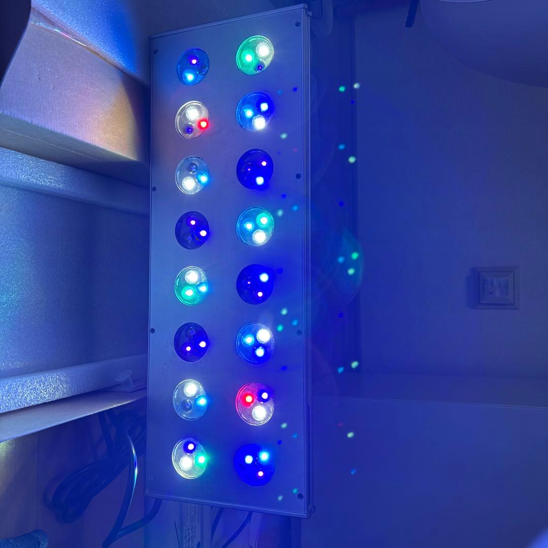 zoox レブロン 60