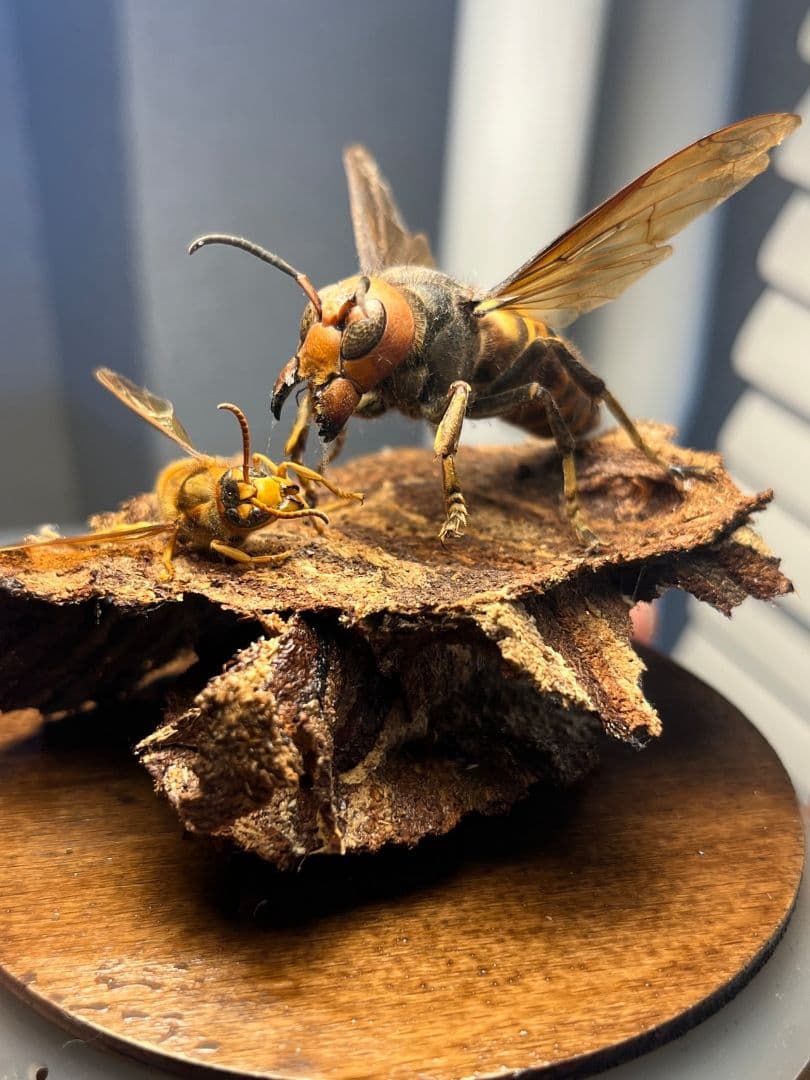 【立体標本】オオスズメバチのミツバチ捕食シーン ガラスドーム付きいきもの大図鑑