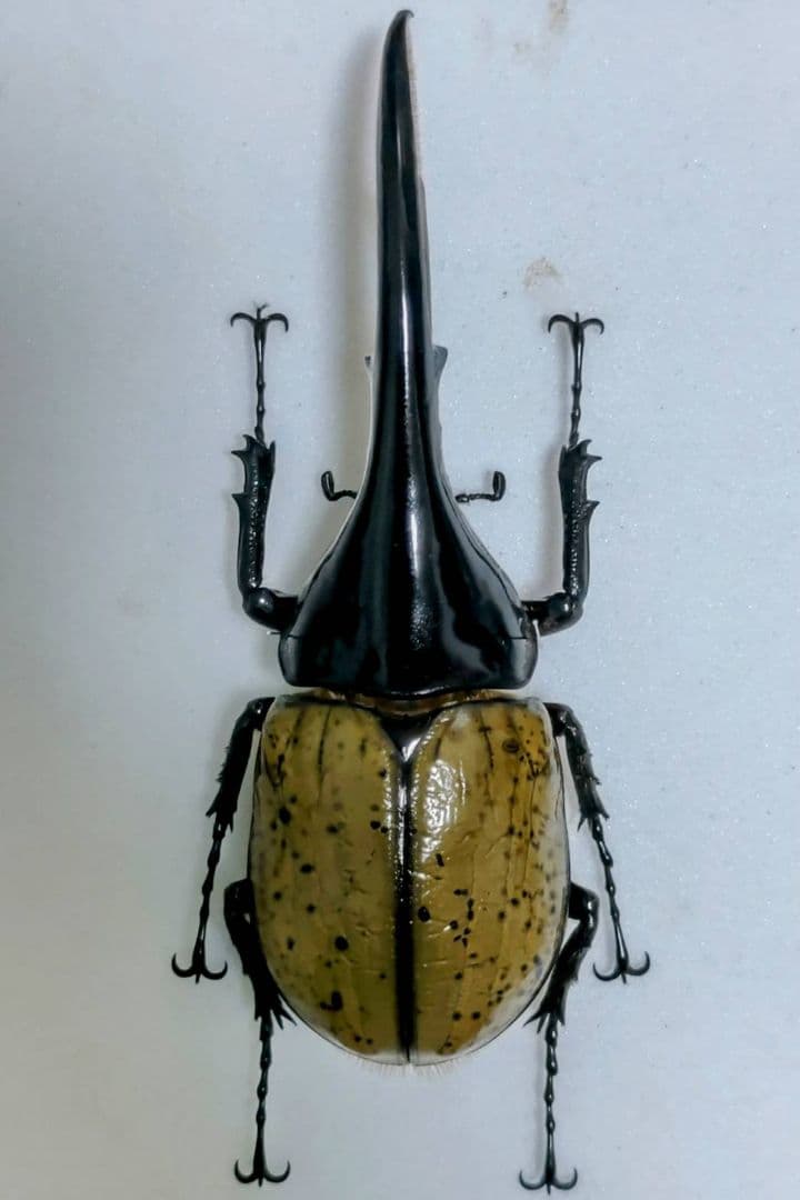 ヘラクレスオオカブト 標本
