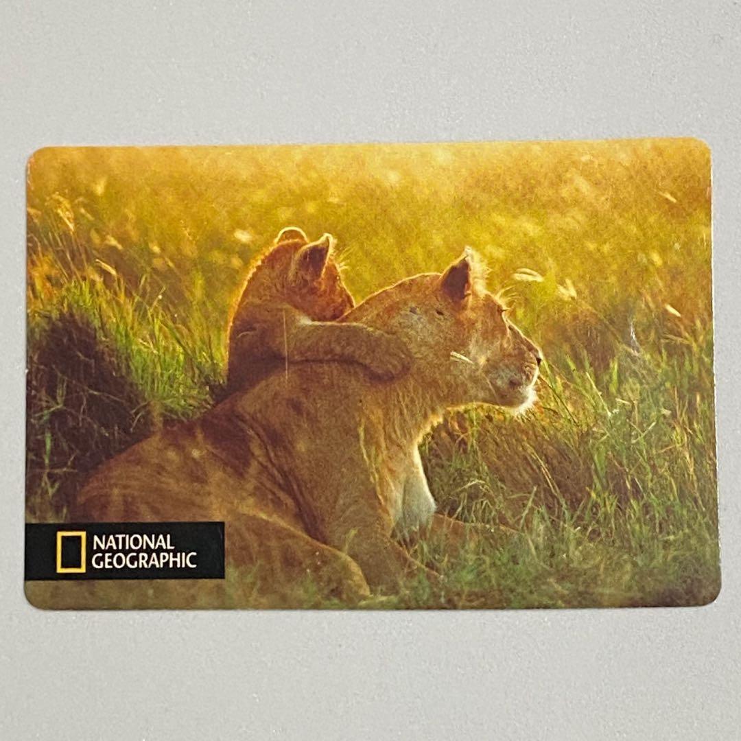 日経ナショナルジオグラフィック社　2004年　カレンダー　岩合光昭　親子のきずな