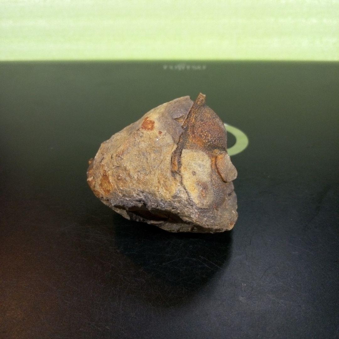 三葉虫　化石　fossil　ボリビア　trilobite　海生動物　三葉虫識別⑧