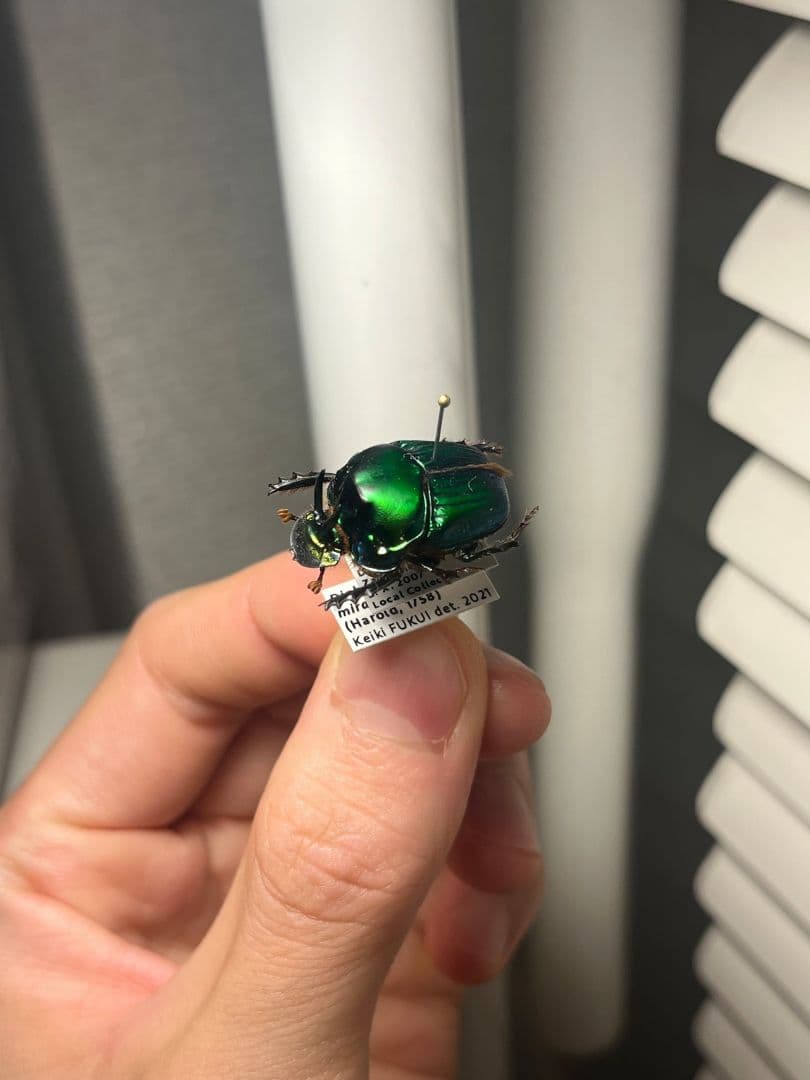 【極美展足】Diabroctis mirabilisダイコクコガネ 22mm♂フ