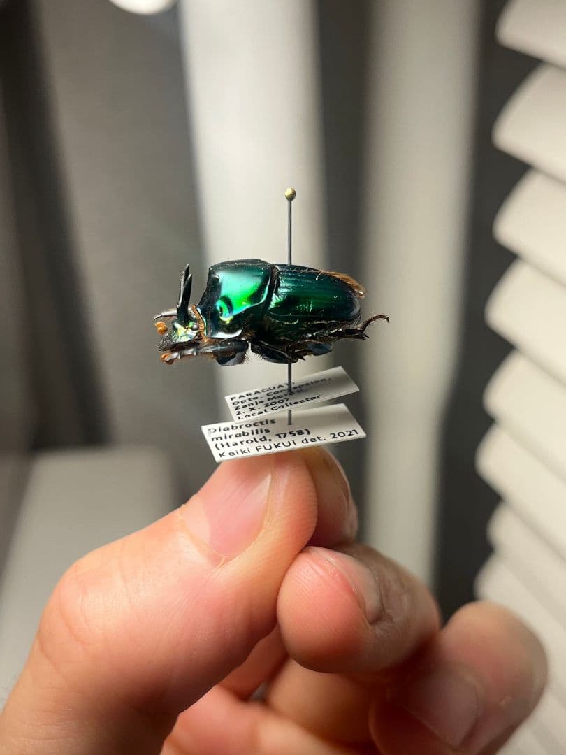 【極美展足】Diabroctis mirabilisダイコクコガネ 22mm♂フ