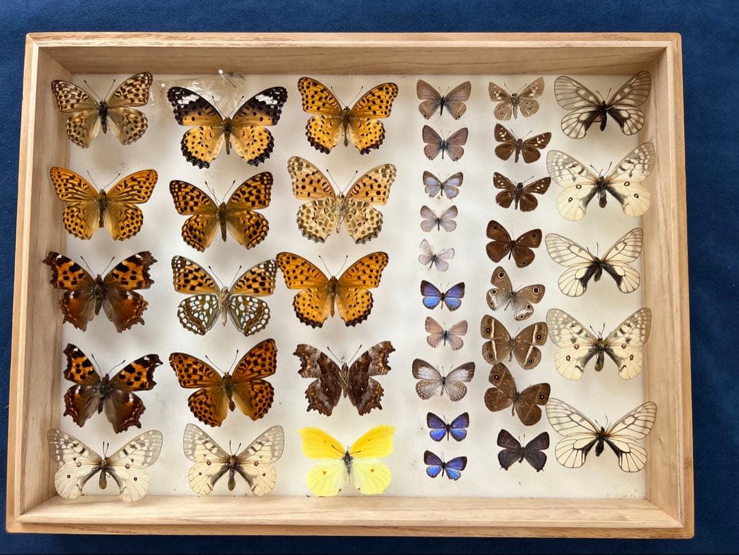希少蝶標本ドイツガラスケース箱現状品のみ40x30x6cm