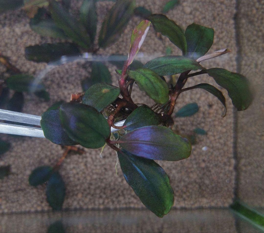 ブセファランドラspブラックロックヘレナ 　 3群生株