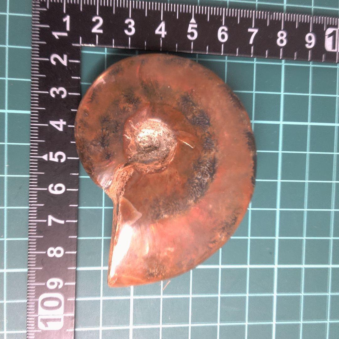 小物１ アンモナイト化石 赤褐色