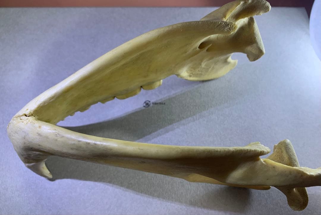 熊の牙 下顎 特大です