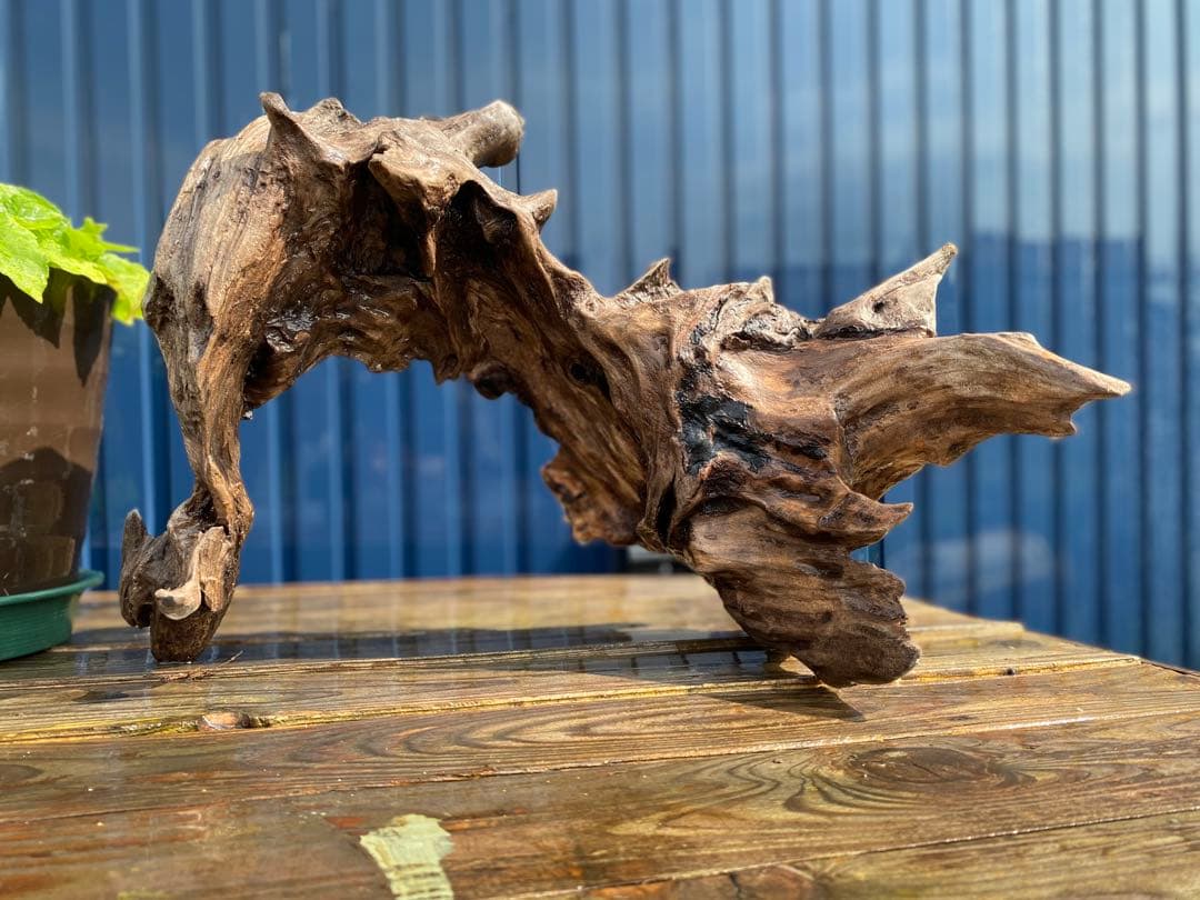 流木 大サイズ A800 ホーンウッド