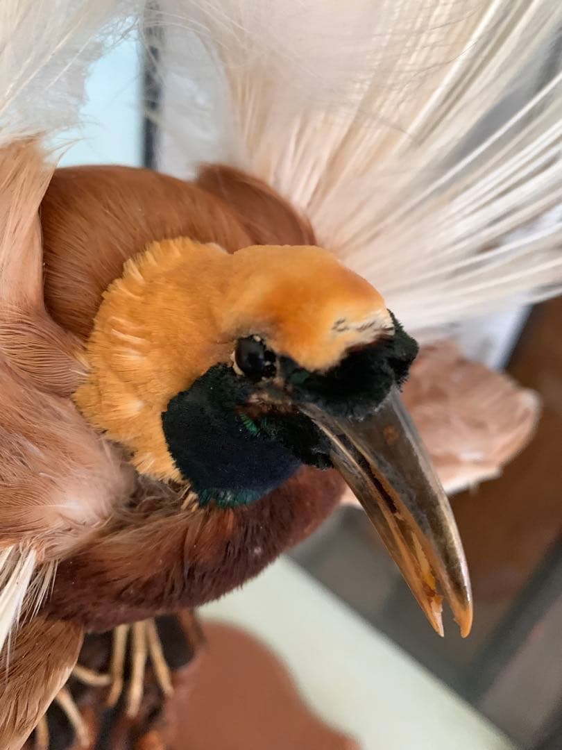 風鳥 極楽鳥 剥製 インテリア アンティーク レトロ ヴィンテージ アート