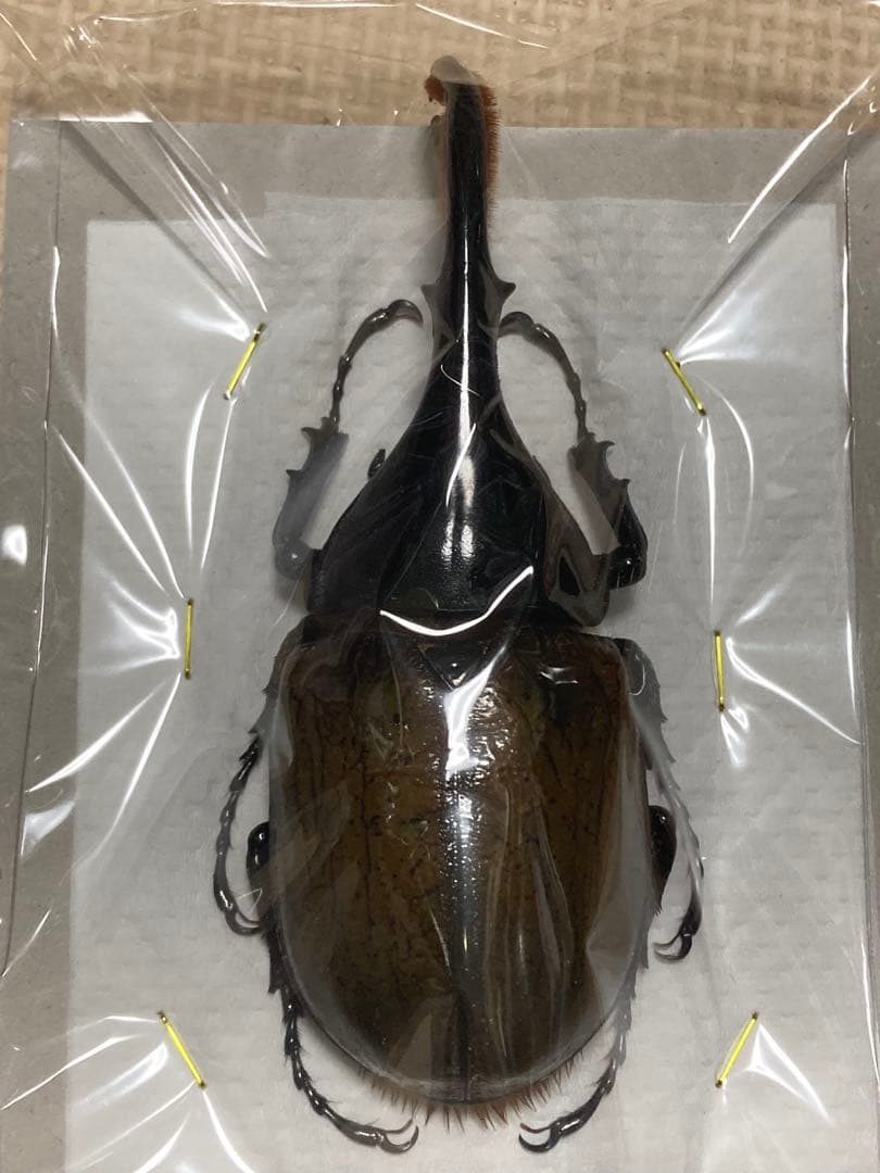 標本　ヘラクレスリッキー