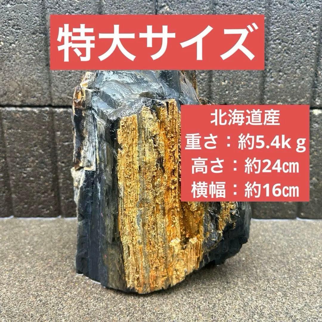 北海道　遠軽町瀬戸瀬産　特大　木化石　パワーストーン　5.4kg アクアリウム