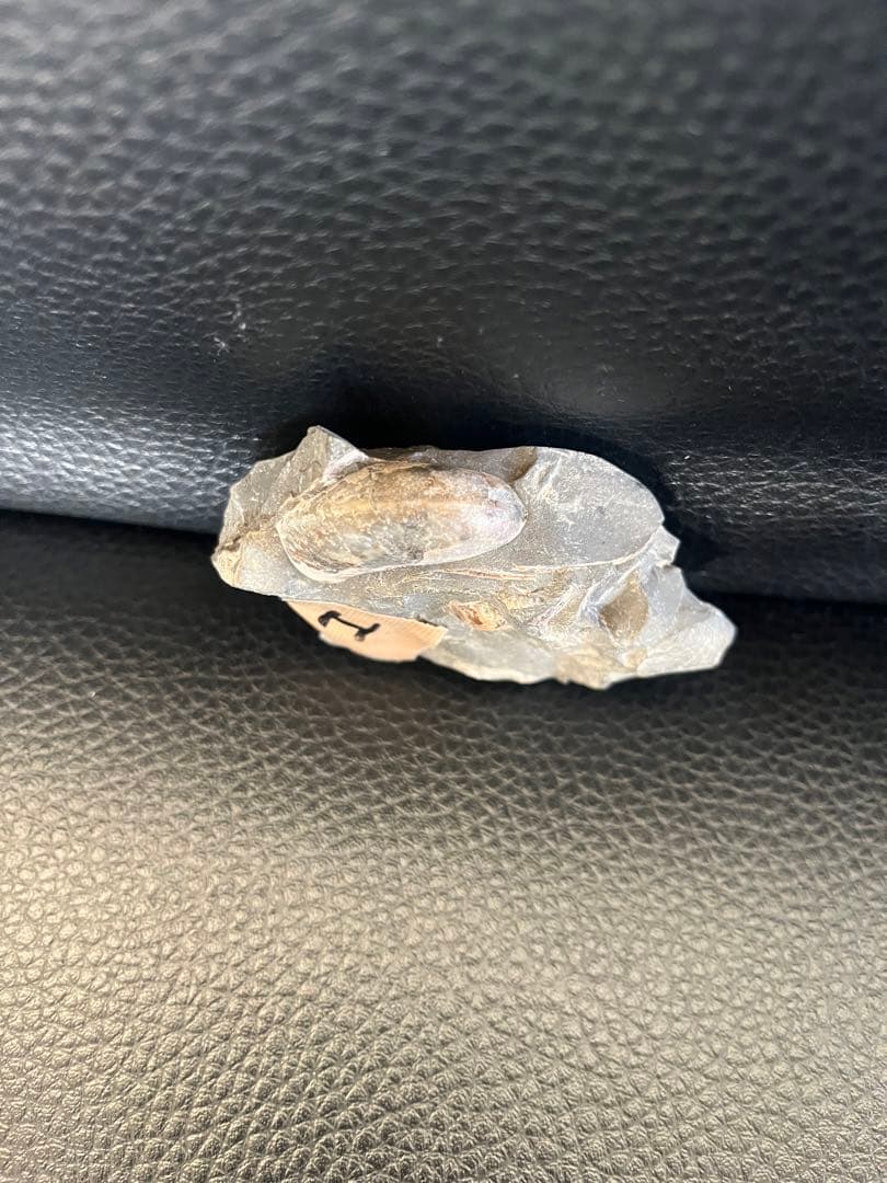 化石　7cm天然物につき個体差があり