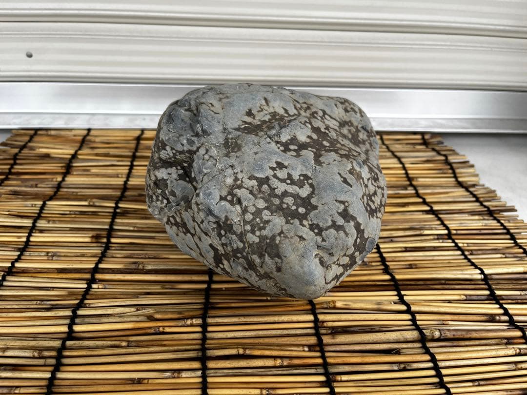 佐治石〈26〉【Taiyoメダカ】