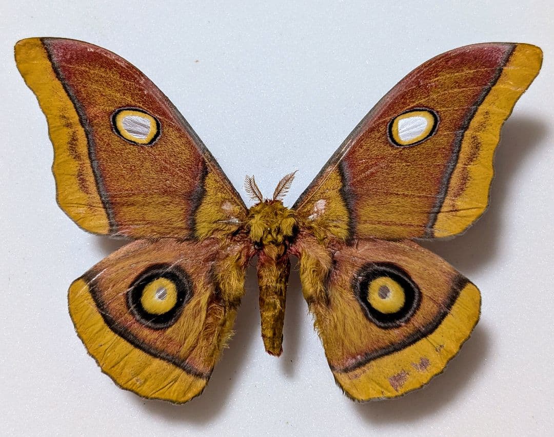 超珍品　マクロプスヤママユ　蛾　標本