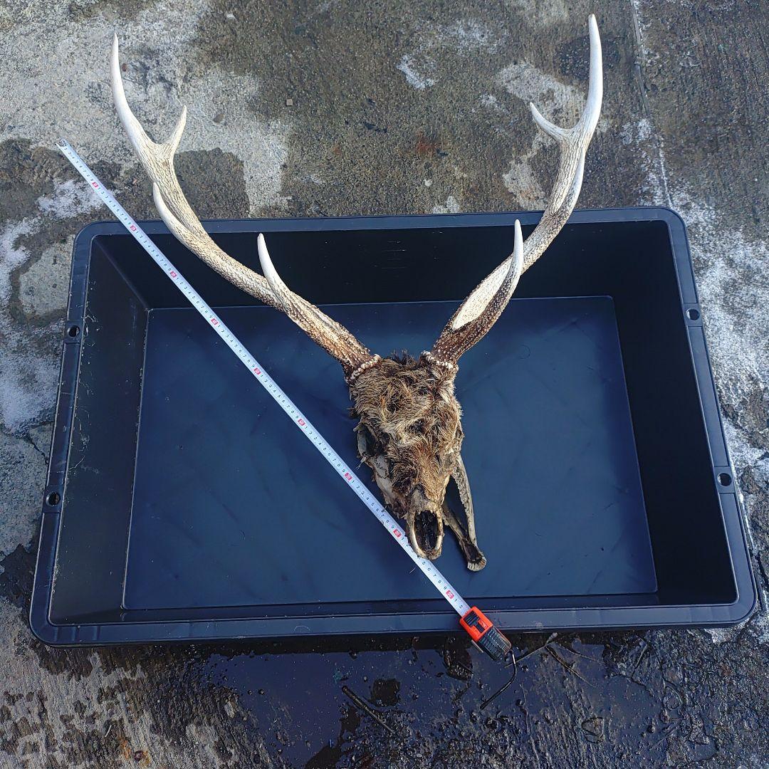 新年思い切って値引き。蝦夷鹿の頭骨 標本用 自然乾燥済み 毛、顎付き。珍しい