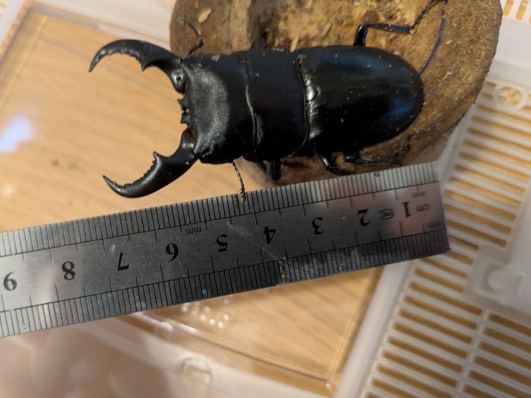 オキナワヒラタクワガタ約68ミリ　標本用