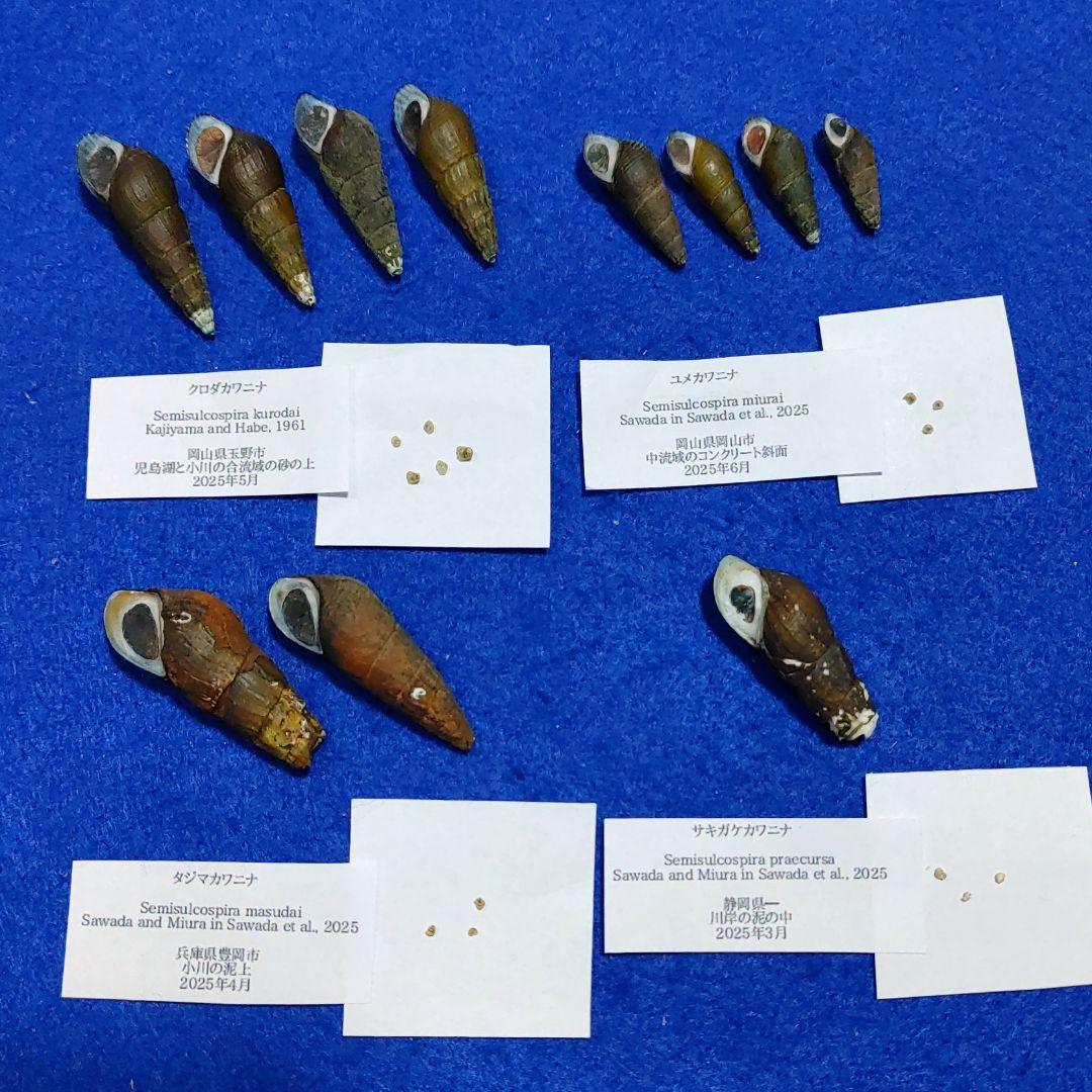 カワニナ新種　淡水貝　貝殻　標本