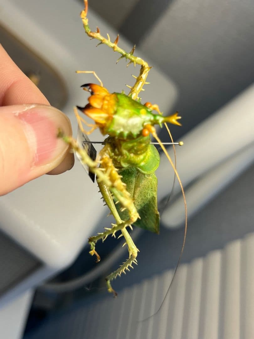 【色残抜群】トゲアクマツユムシ リオック 直翅類 カマキリ マンティス　標本