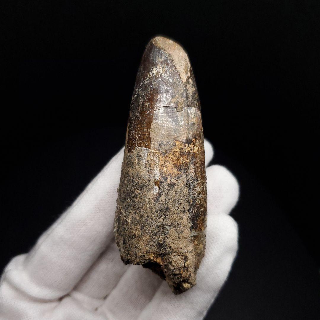 巨大ワニ サルコスクス 歯 化石 ニジェール産 75.87mm  fr138