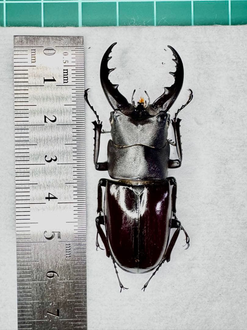 イヘヤノコギリクワガタ 標本個体