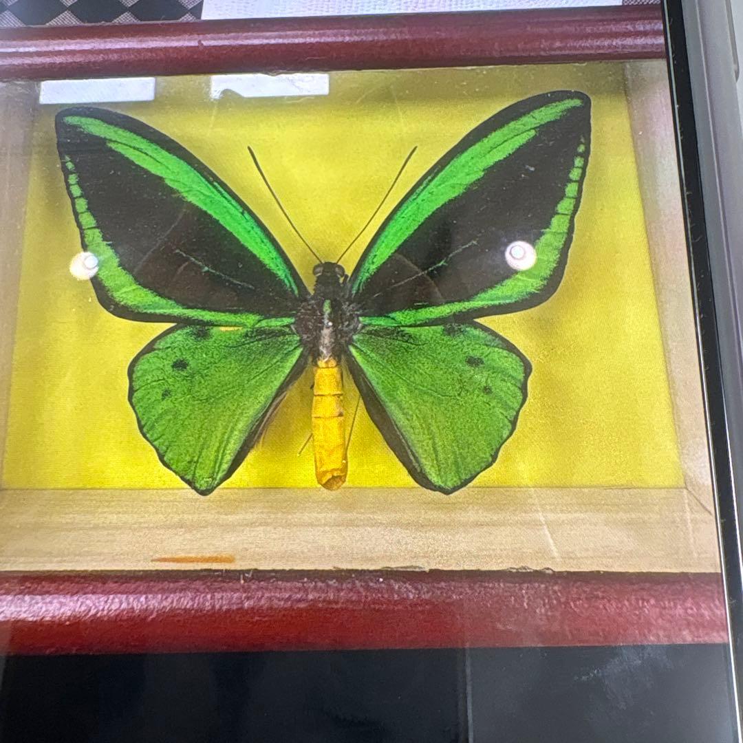 エメラルドアゲハ