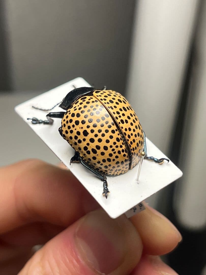 【真作】ミズタマズングリハムシ 草間彌生 作品 昆虫標本 キノコムシ ハムシ