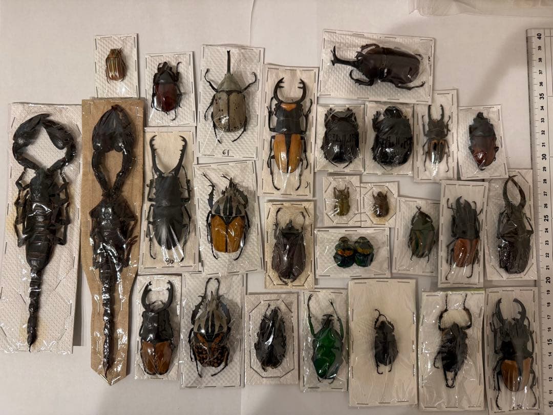 標本　カブトムシ　サソリ　オーべチュール　　糞虫など
